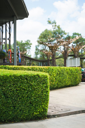 Green hedge fence with concrete road