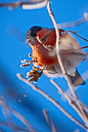 Bullfinch on a frosty sunny day. The male is a red breast. Female - gray breastの写真素材