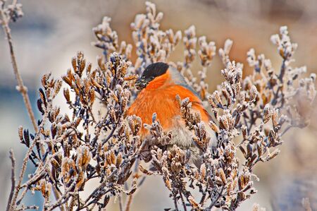 Bullfinch on a frosty sunny day. The male is a red breast. Female - gray breastの写真素材
