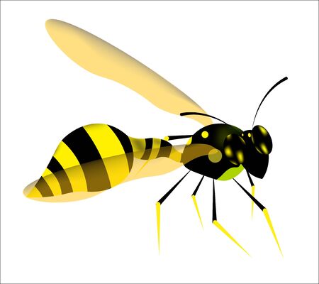 wasp predatory insect. In black and yellow colors. Isolated vector on white backgroundのイラスト素材