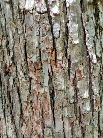 background part of an old tree, bark texture closeup. Summer coniferous forest