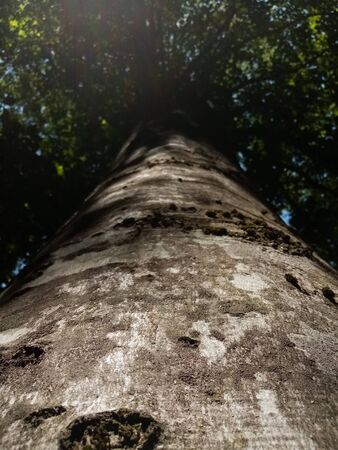 photo of tall tree from bottom to top, bark texture closeup. Summer deciduous forest
