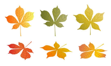 doodle CHESTNUT tree leaves isolated on white background. Autumn fallen leaves of CHESTNUT tree. Harvesting. Vectorのイラスト素材