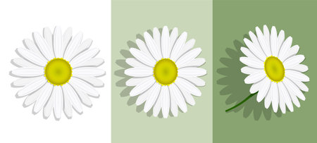 Lovely chamomile flower with white petals. Summer flower isolated on background. Medicinal plants. Realistic vectorのイラスト素材