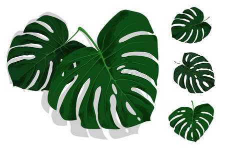 Set of green leaves of tropical plant Monstera. Leaves of rainforest plants. Realistic vector isolated on white backgroundのイラスト素材