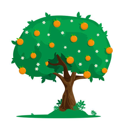 Cartoon orange tree with citrus fruits. Harvesting exotic fruits. Flat vector isolated on white backgroundのイラスト素材