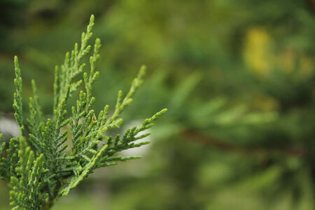 Pine tree