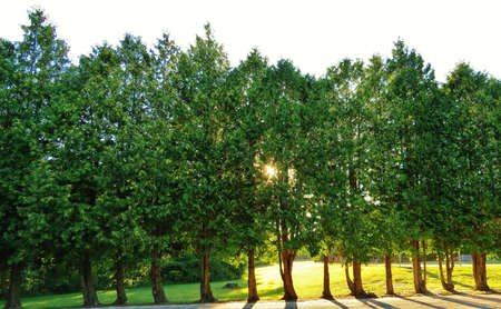 A sunlight filters through beautiful Michigan forest の写真素材