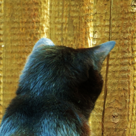 A black cat with attitude の写真素材
