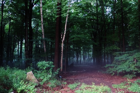 Mist in the woodsの写真素材