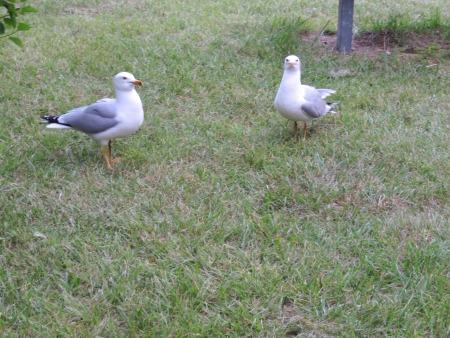 sea gull attitudesの写真素材