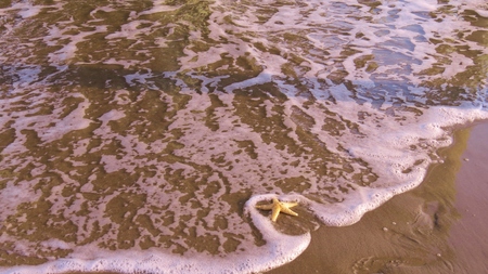 starfishの写真素材