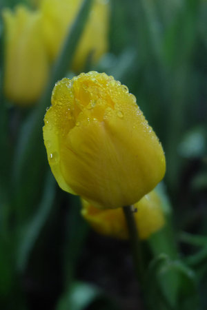 Tulipの写真素材