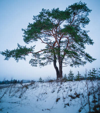Calm and Lonely Pine Tree Silhouette in Cold Winter Day in December with a Snow in a Foregroundの写真素材