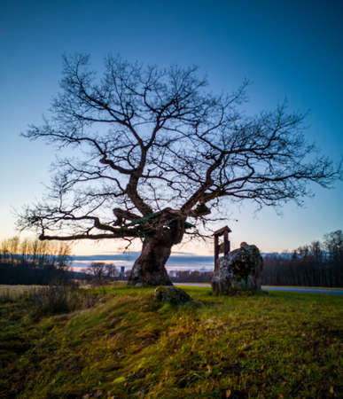 Calm and Lonely OakTree Silhouette in WarmAutumn Evening in December with a Snow in a Foregroundの写真素材
