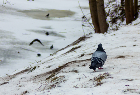 Loneley Pigeon taking a walk on the side of the Partly Frozen River in Winter Day looking for a Directionsの写真素材