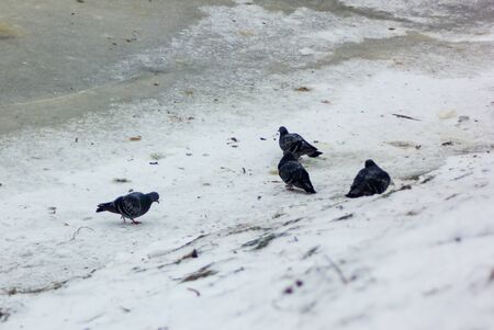 Loneley Pigeon taking a walk on the side of the Partly Frozen River in Winter Day looking for a Directionsの写真素材
