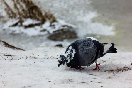 Loneley Pigeon taking a walk on the side of the Partly Frozen River in Winter Day looking for a Directions with White Spots on its Headの写真素材