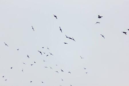 Bird Crowd Flying in Skies in Cloudy Winter Dayの写真素材