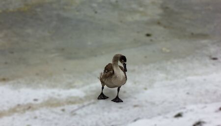 Grey Baby Swan lonely on an Ice of Partly Frozen River in Cloudy Winter Dayの写真素材