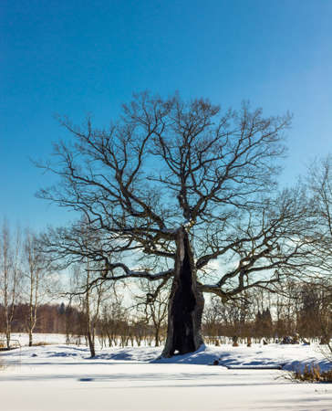Lonely Standing Tree in a Winter Day With a Little Snow on It and a Clear Blue Skies in a Backgroundの写真素材