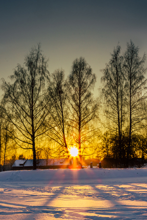 Sunset Through the Trees in a Cold Winter Day with the Sun Rays Gloving  Directly into the Camera - Creating Sun Starの写真素材