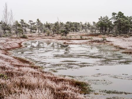 Pine Trees in Field of Kemeri moor in Latvia with a Pond in a Foreground on a Cold Winter Morning with some Frost on themの写真素材
