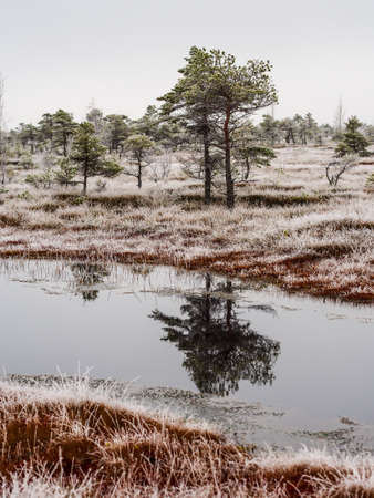 Pine Trees in Field of Kemeri moor in Latvia with a Pond in a Foreground on a Cold Winter Morning with some Frost on themの写真素材