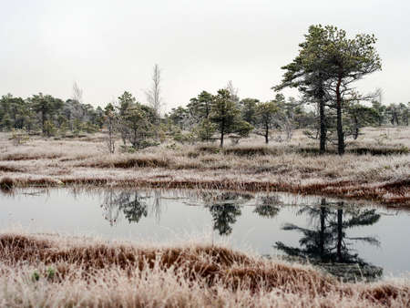 Pine Trees in Field of Kemeri moor in Latvia with a Pond in a Foreground on a Cold Winter Morning with some Frost on themの写真素材