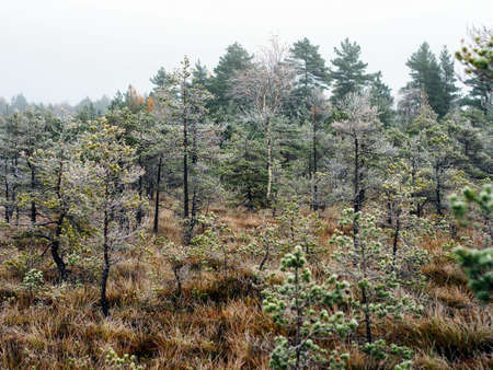 Pine Trees in Field of Kemeri moor in Latvia on a Cold Winter Morning with some Frost on themの写真素材
