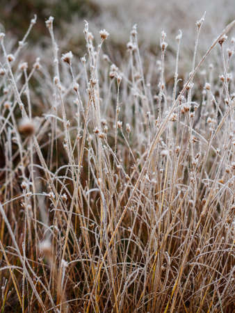Frozen Grass Stalks in Field of Kemeri moor in Latvia on a Cold Winter Morningの写真素材
