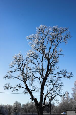 Lonely Standing Tree in a Winter Day With a Little Snow on It and a Clear Blue Skies in a Backgroundの写真素材