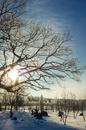 Lonely Standing Tree in a Winter Day With a Little Snow on It and a Clear Blue Skies in a Backgroundの写真素材