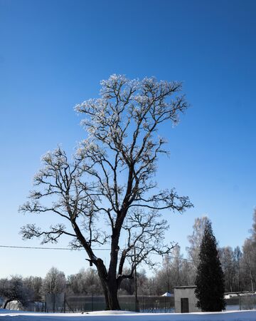 Lonely Standing Tree in a Winter Day With a Little Snow on It and a Clear Blue Skies in a Backgroundの写真素材