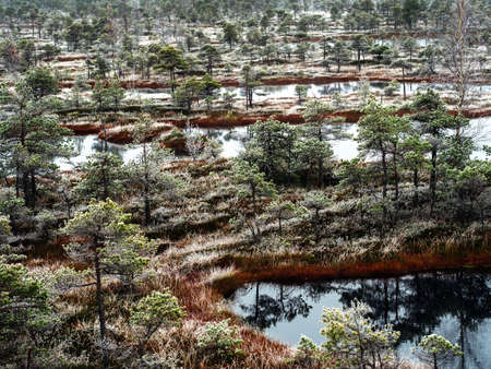 Pine Trees in Field of Kemeri moor in Latvia with a Pond inbetween of them on a Cold Winter Morning with some Frost on themの写真素材