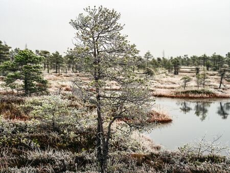 Pine Trees in Field of Kemeri moor in Latvia with a Pond inbetween of them on a Cold Winter Morning with some Frost on themの写真素材