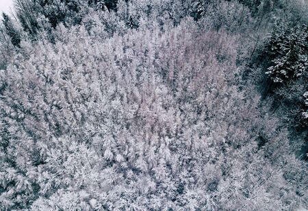 Aerial Photography of a Bright Forest in Cloudy Winter Day - top down view with all Trees Covered in Snowの写真素材