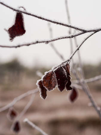 Pine Trees in Field of Kemeri moor in Latvia on a Cold Winter Morning with some Frost on themの写真素材