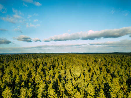 Aerial Photography of a Bright Forest in Sunny Winter Day with a nice Blue Skies in the Backgroundの写真素材