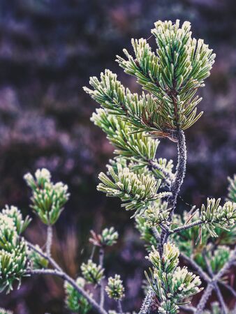 Closeup of Pine Tree Branch in Field of Kemeri moor in Latvia on a Cold Winter Morning with some Frost on them - Vintage look editの写真素材