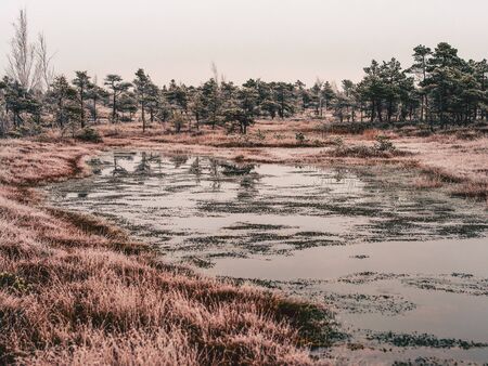 Pine Trees in Field of Kemeri moor in Latvia with a Pond in a Foreground on a Cold Winter Morning with some Frost on them - vintage look editの写真素材