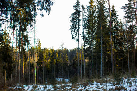 Calm and Sunny Winter Day in the Forest, with Sun Shining on top of the Trees