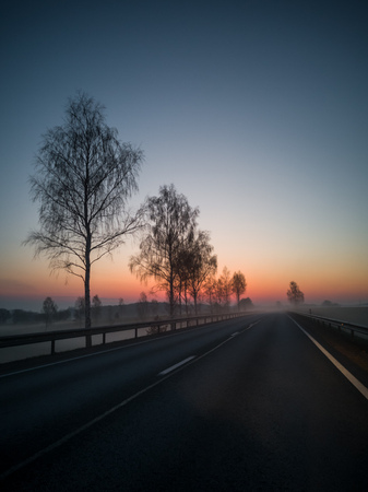 Tree Silhouette in an Early Morning Besides Countryside Road with a Heavy Mist Covering the...