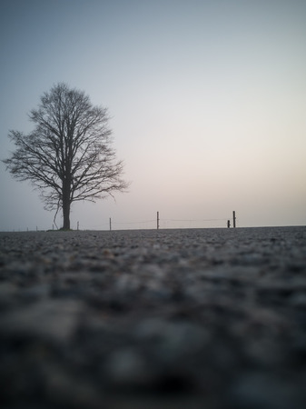 Tree Silhouette in an Early Morning Besides Countryside Road with a Heavy Mist Covering the Background. Moody Photo with a Text Spaceの写真素材