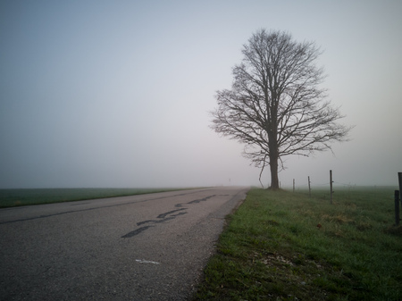 Tree Silhouette in an Early Morning Besides Countryside Road with a Heavy Mist Covering the Backgroundの写真素材