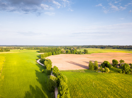 Drone Photo of the Road Between Trees in Colorful Early Spring in Countryside Village  - Surrounded with Dandelion Fieldの写真素材