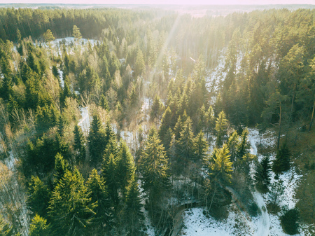 Aerial Photography of a Bright Forest in Sunny Winter Day from Top