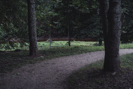 Moody, Dark Photo of the Road in a Park, Between Woods - Desaturated, Vintage Look, Autumn day