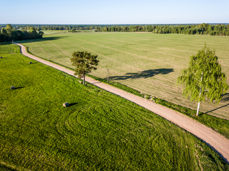 Drone Photo of the Road Between Trees in Colorful Early Spring in Countryside Village  - Surrounded with Dandelion Fieldの写真素材