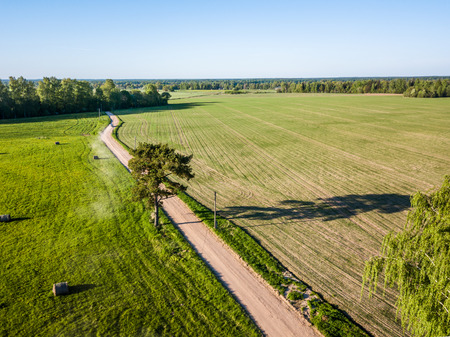 Drone Photo of the Road Between Trees in Colorful Early Spring in Countryside Village  - Surrounded with Dandelion Fieldの写真素材
